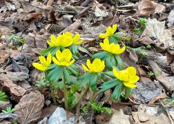 Winterlinge Die Gelbe Pracht In Jena 00005